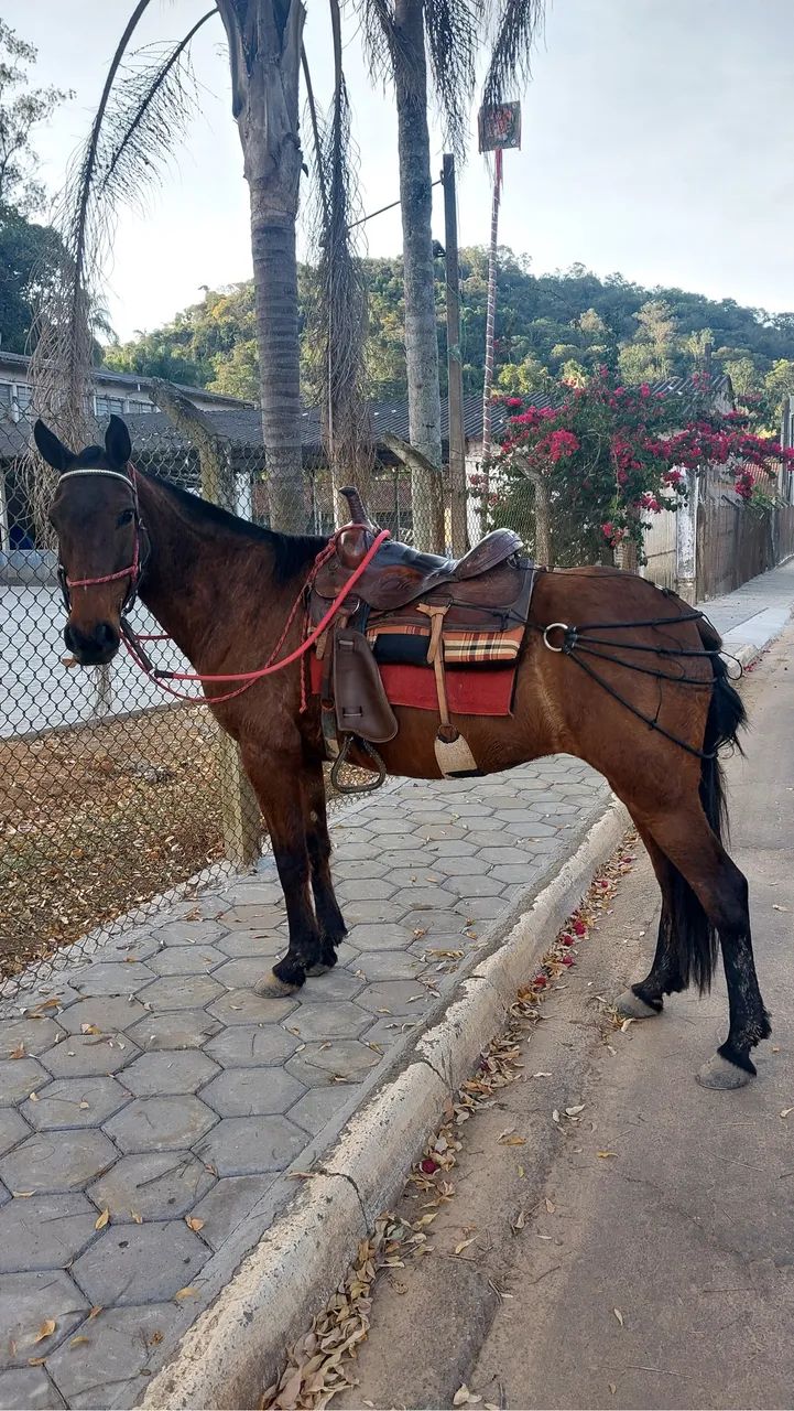 Égua (marcha batida) - Foto 2