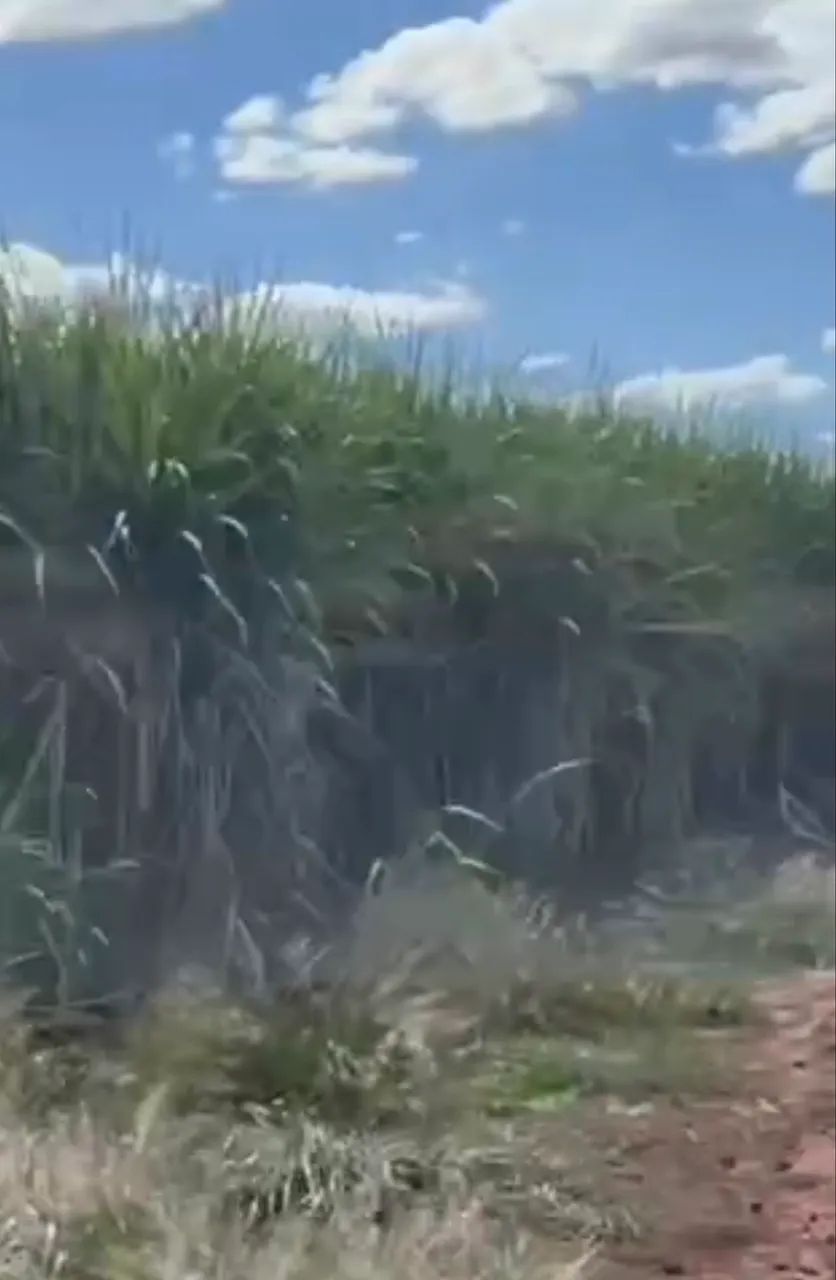Fazenda com cana próximo Ituiutaba  - Foto 3