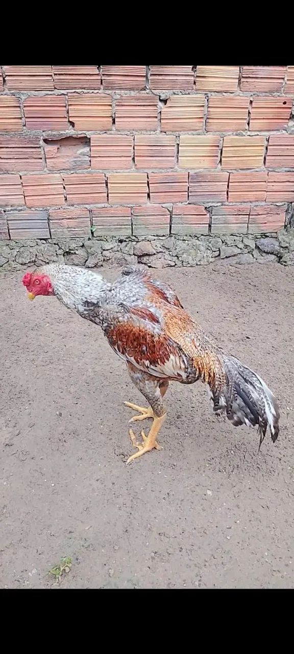 Shamo Puro , linhagem Tari tori x Alemão 7 meses de idade  valor 250,$ - Foto 2