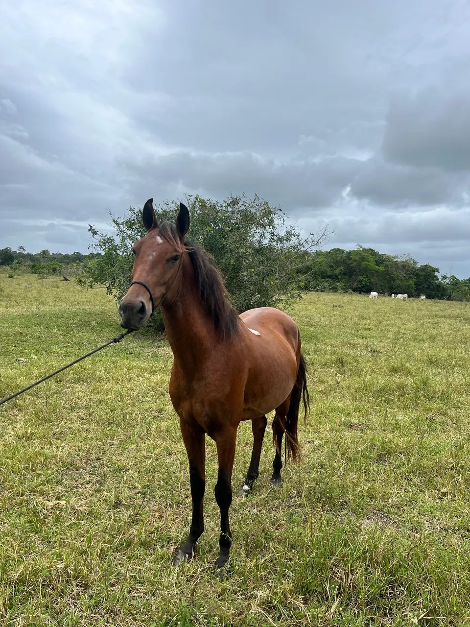 CAVALO MARCHA BATIDA - Foto 2