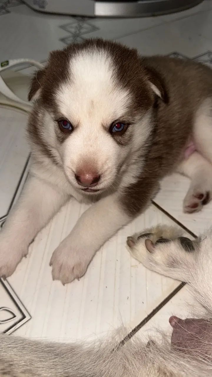 Husky Siberiano - Foto 2
