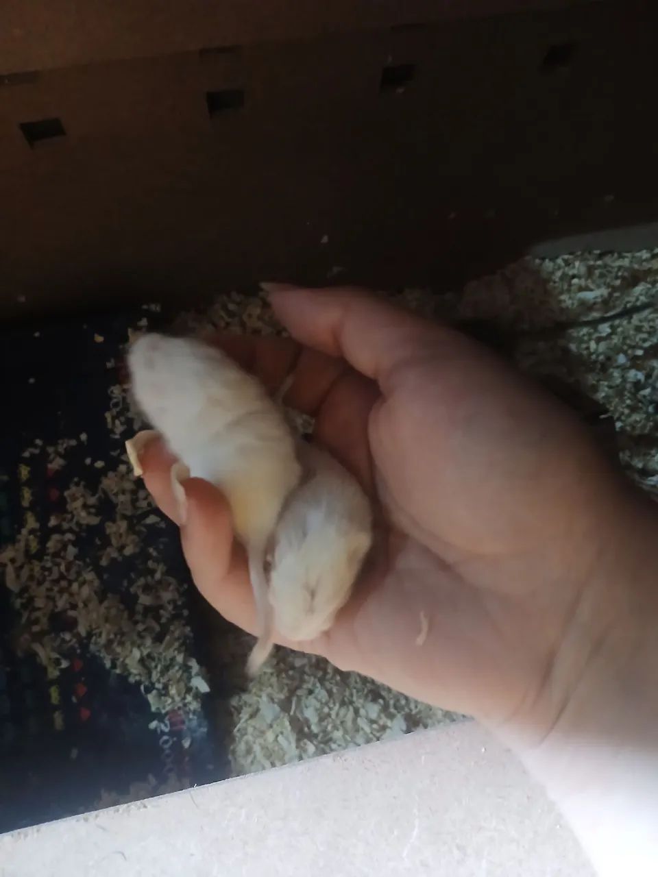 Esquilos/Gerbils - Foto 2