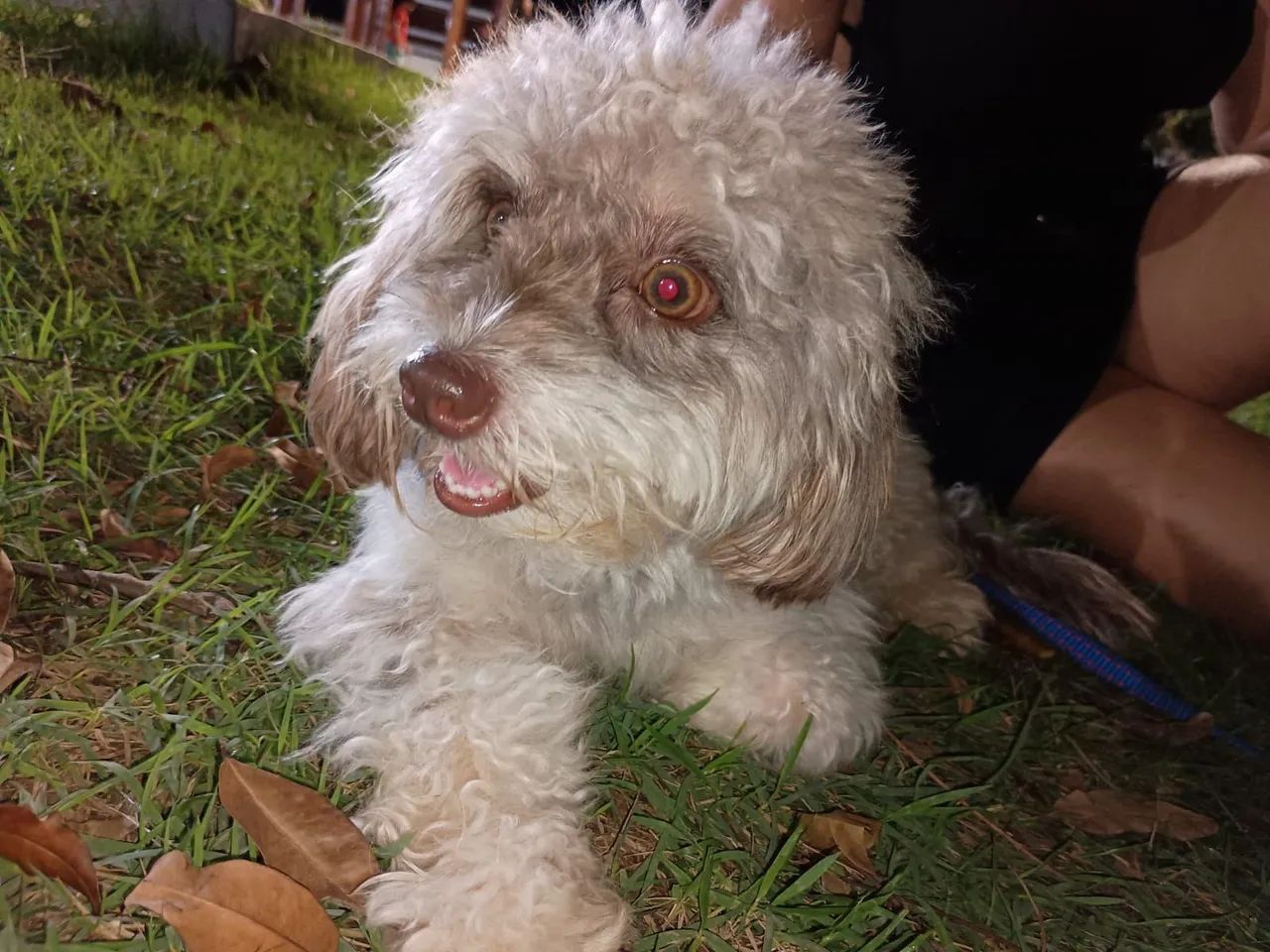 Cachorro