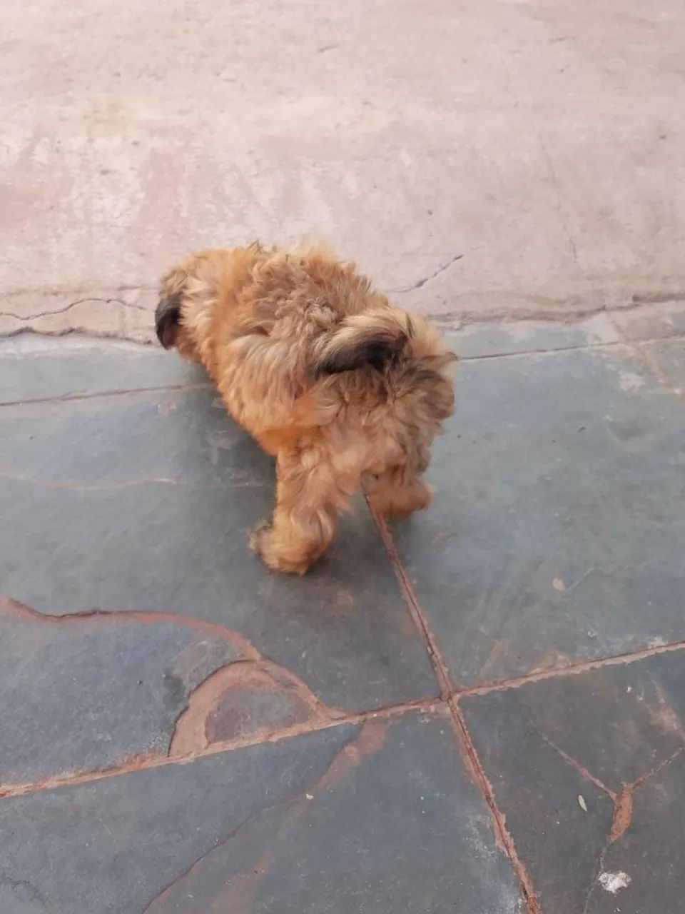 Shi Tzu macho dócil  - Foto 2