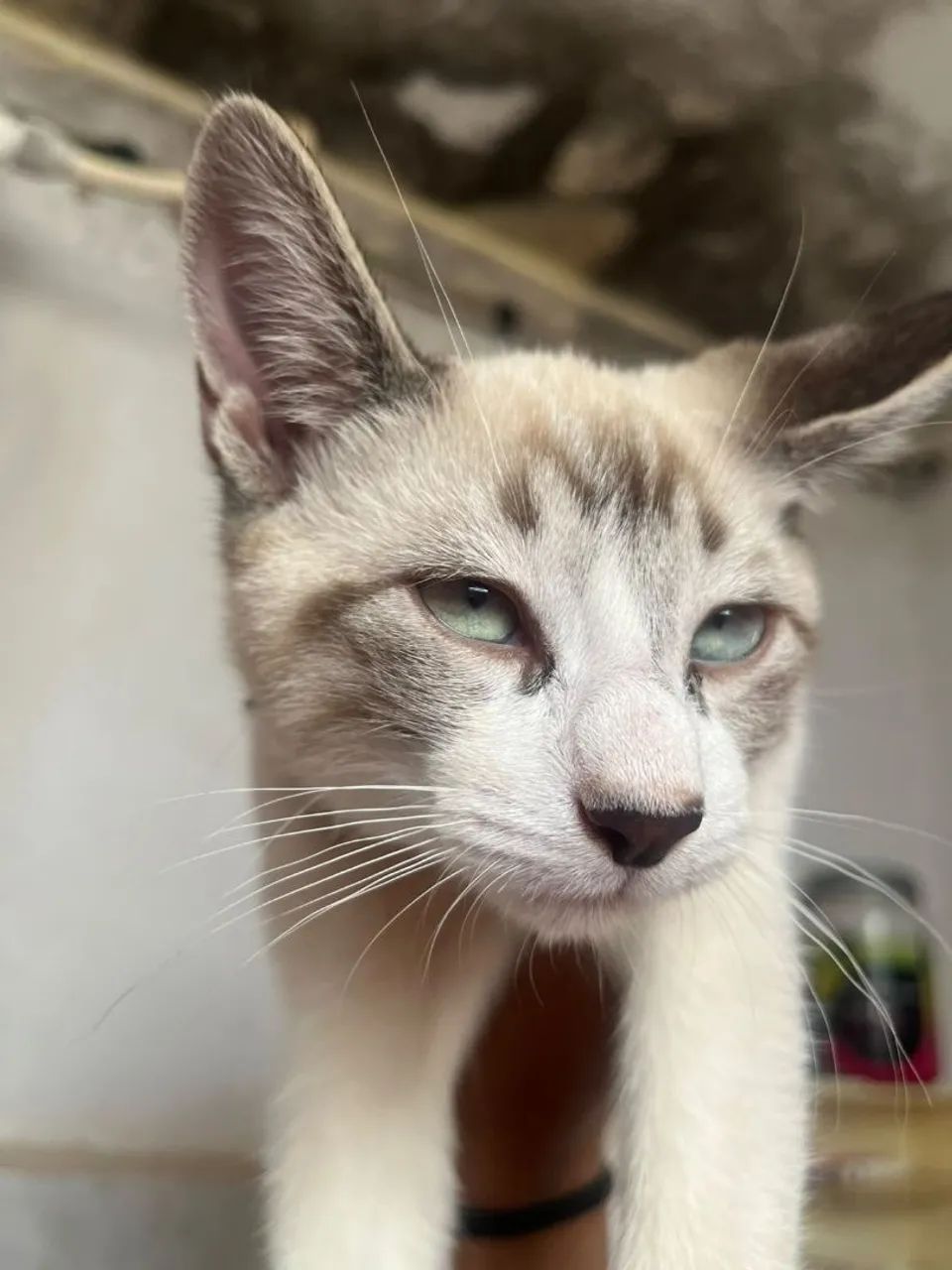 Gato para doação  - Foto 3