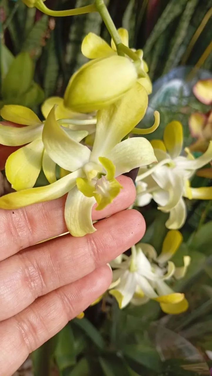 Orquídea  - Foto 3