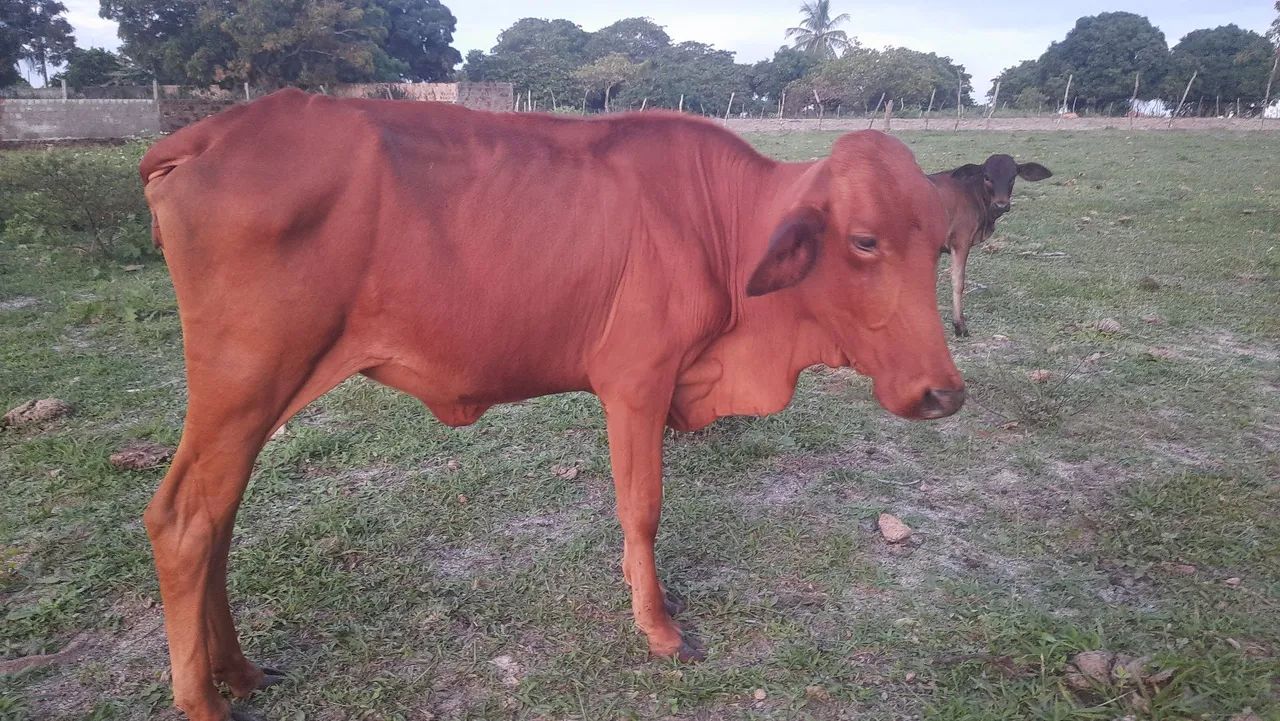 VACA SINDI PRA VENDER LIGEIRO 