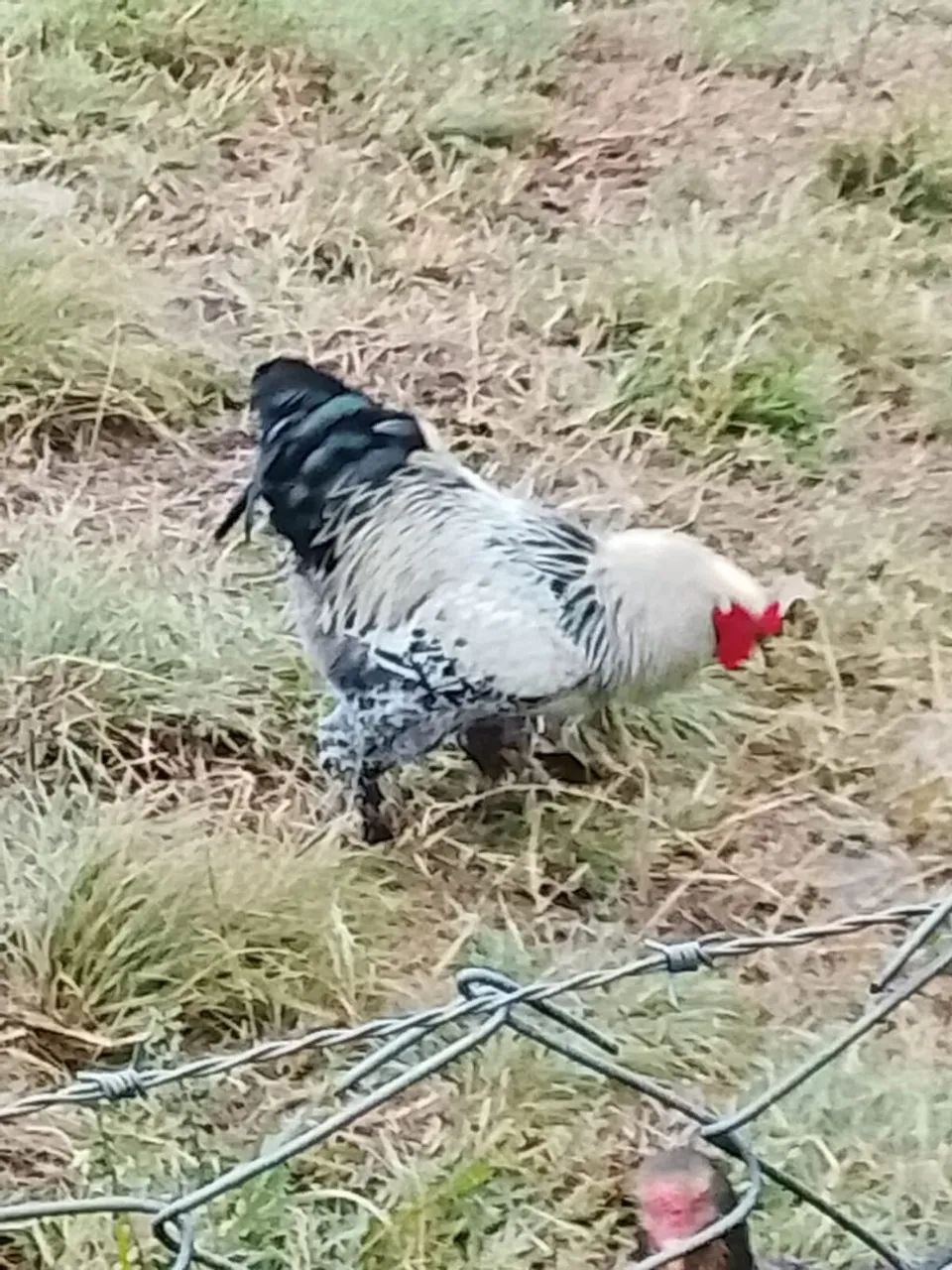 Galo Brahma - Foto 2