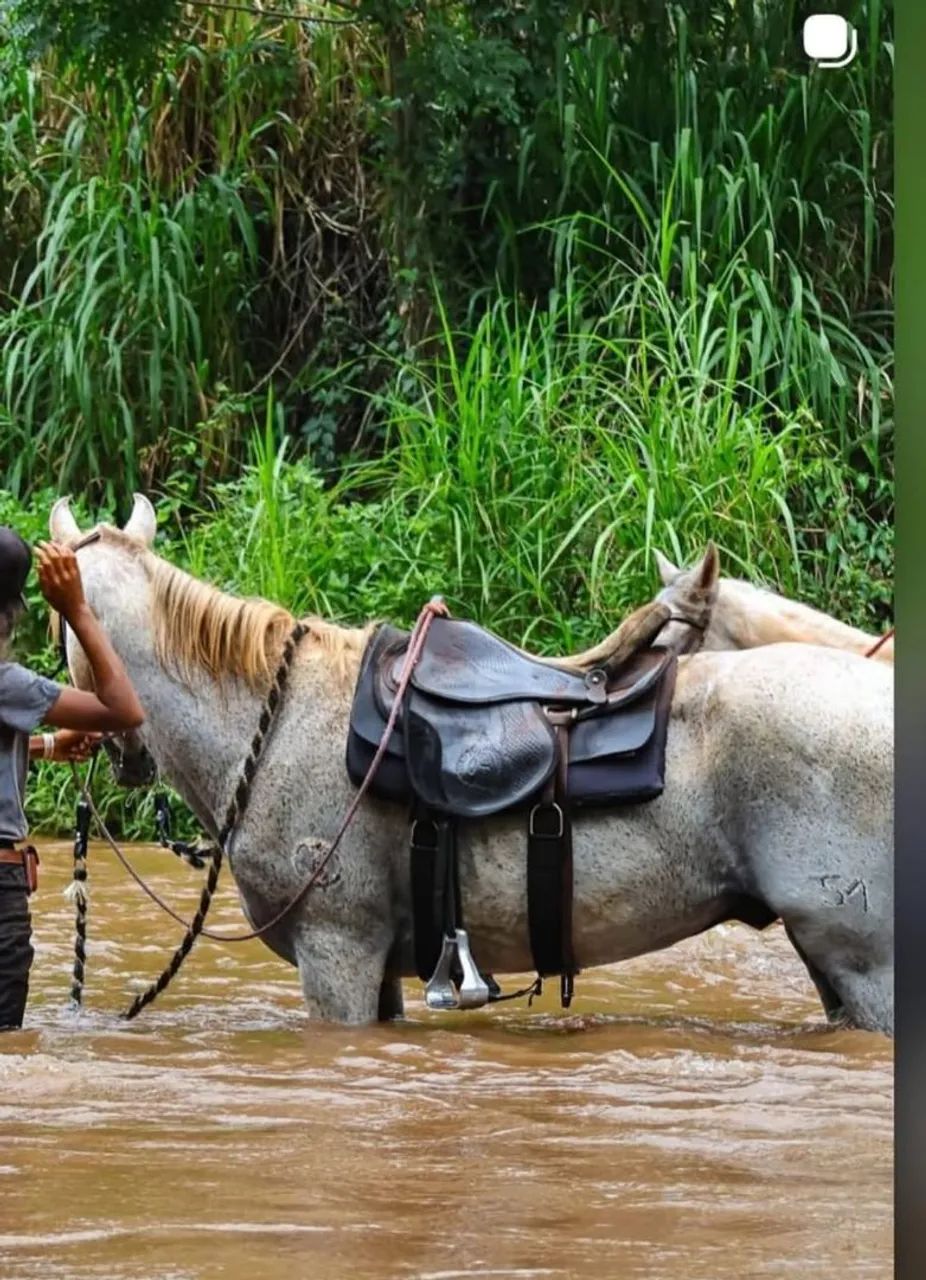 Cavalo  - Foto 4