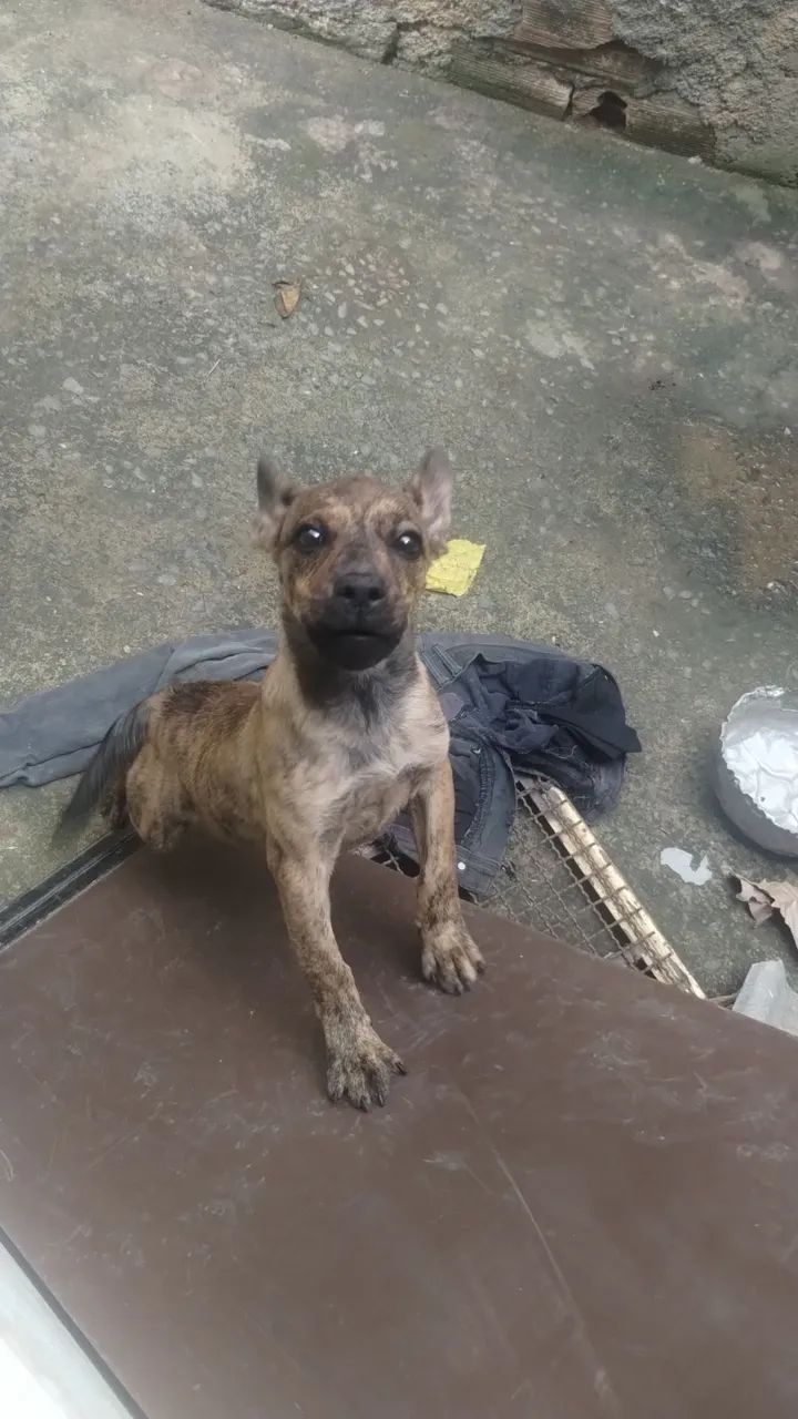 Cachorro  - Foto 4