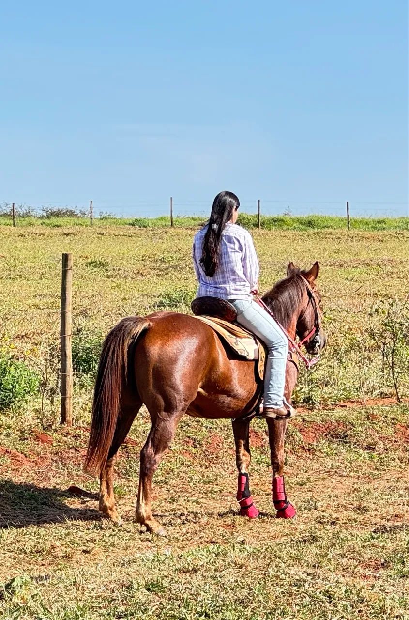 Cavalo Quarto de Milha  - Foto 4