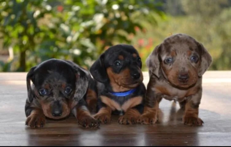 Basset teckel com orelhas curtas e docil 