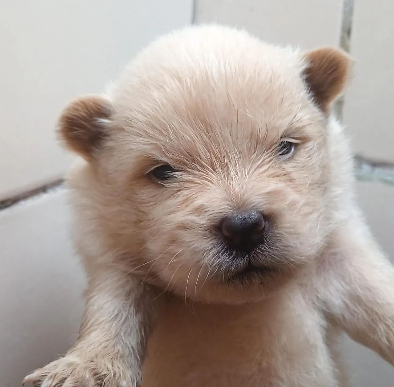Vendo filhote de cachorro chow-chow - Foto 4