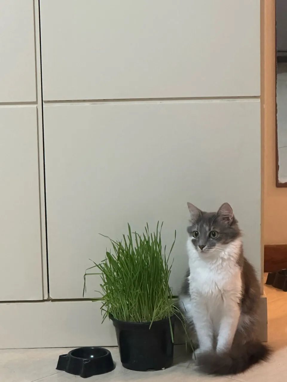 Doação de gata