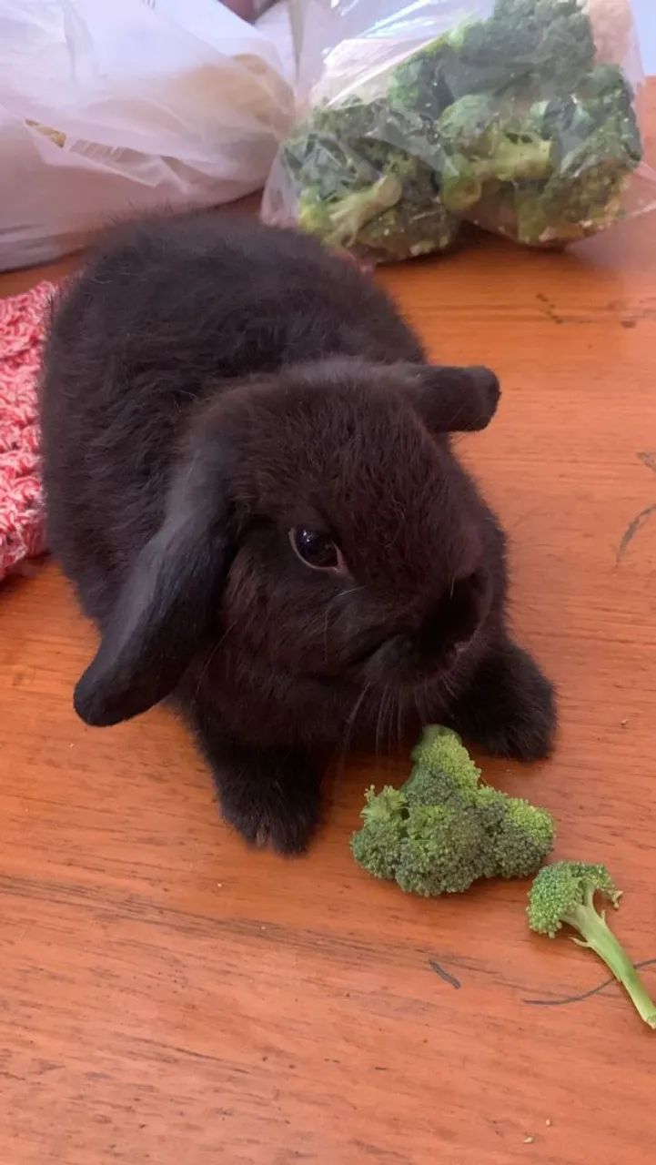 Mini coelho - Foto 3