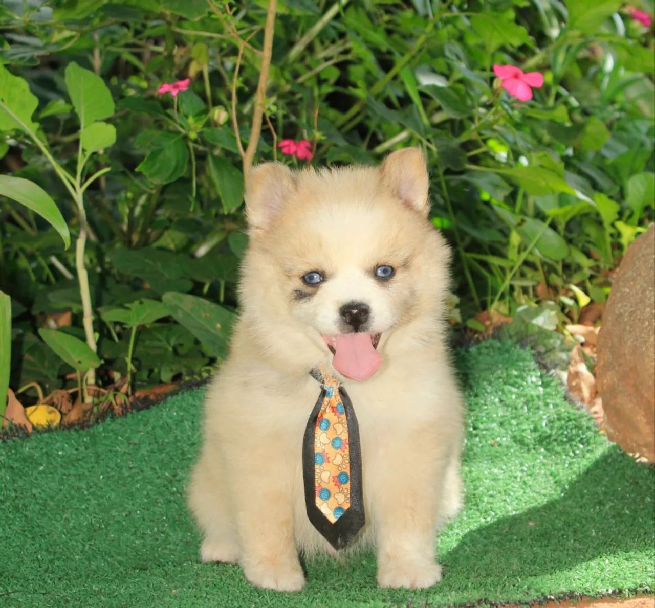 Filhote macho !!! pomsky f3 !!! Mini !!!