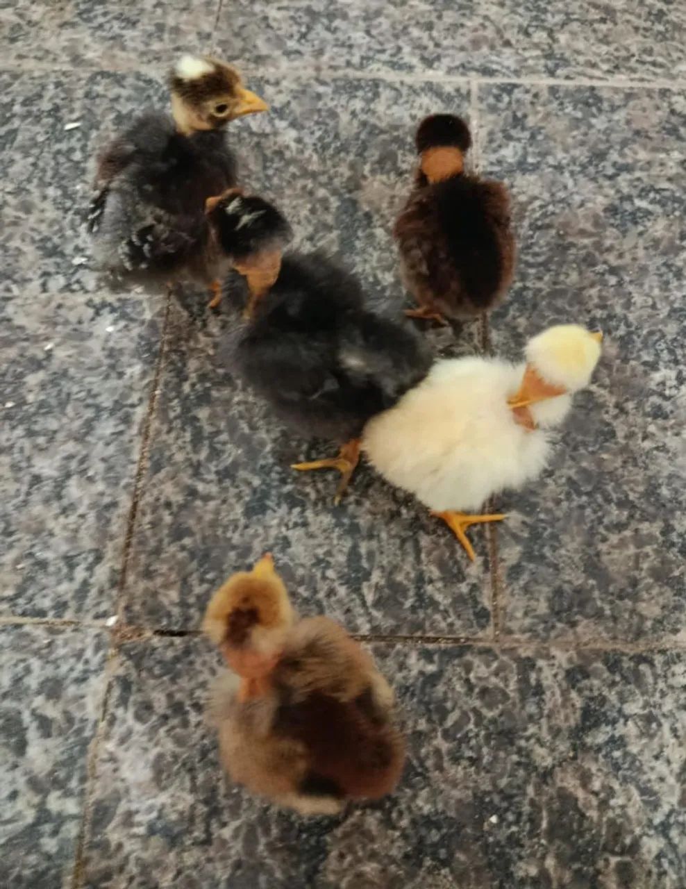 18 Pintinhos Pescoço Pelado  - Foto 3