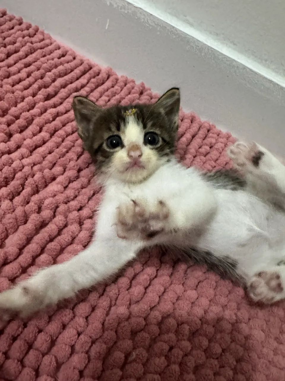 Doação responsável  - Foto 5