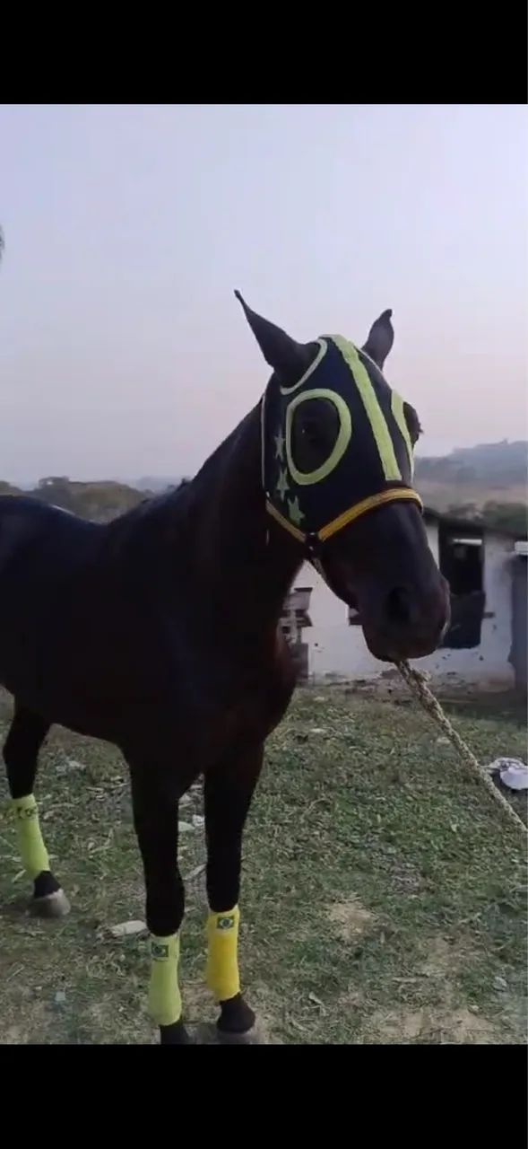 Cavalo - Foto 4