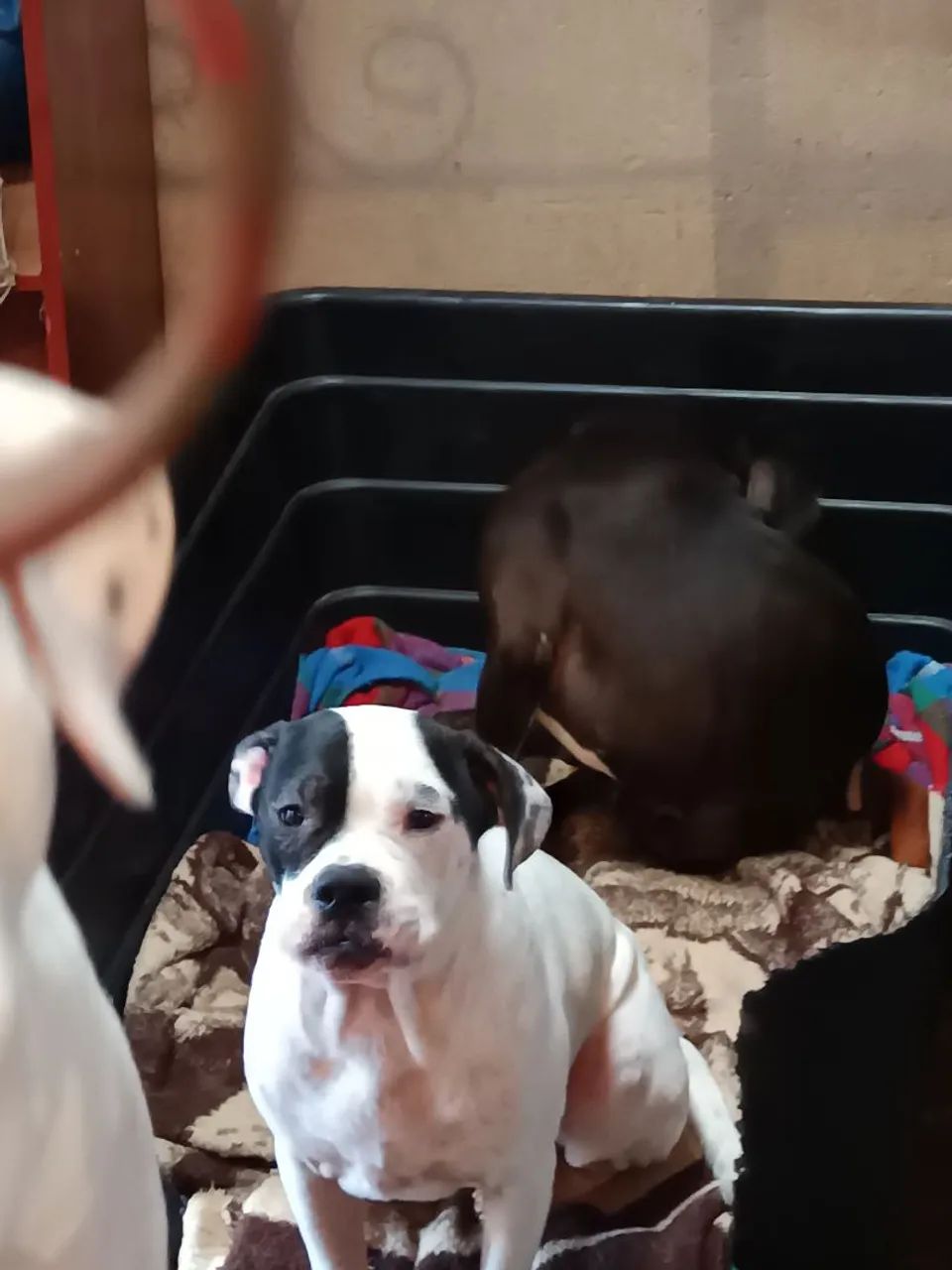 Doação de Boxer - Foto 2