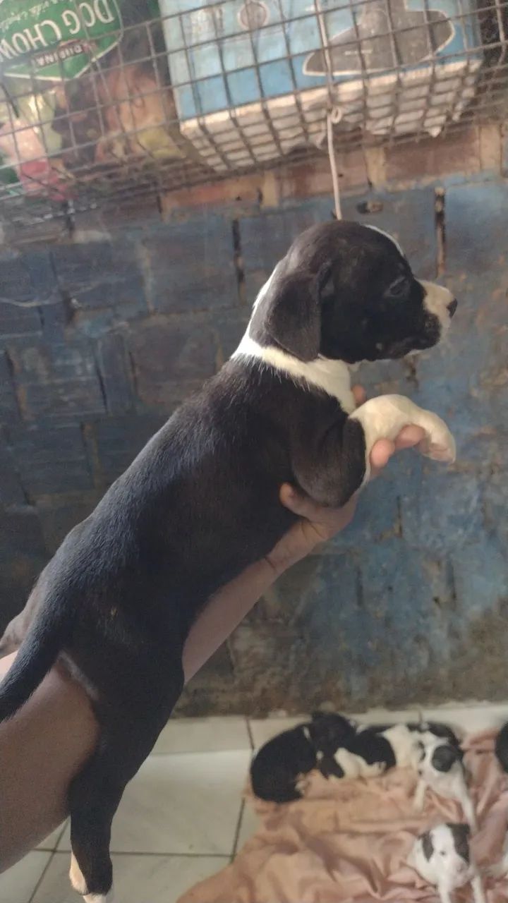 Pitbull a venda  - Foto 2