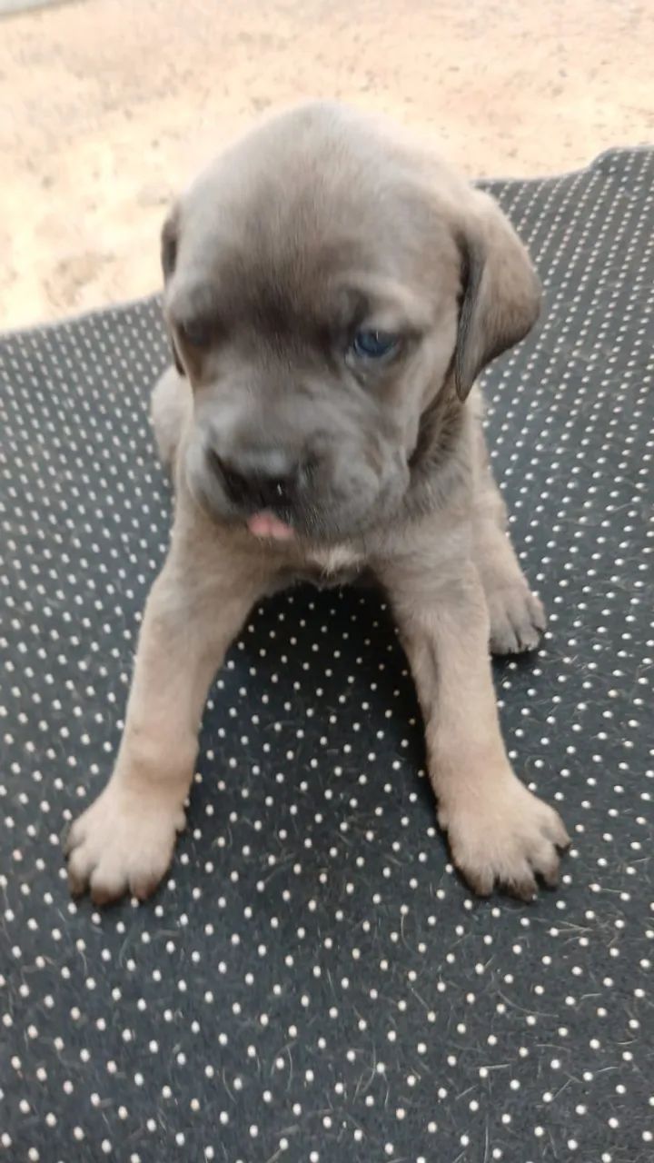 Cane Corso Pedigree SOBRACI