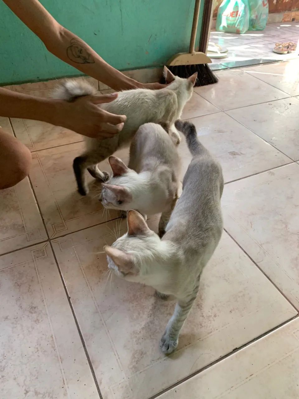 3 gatinhos machos pra doação  - Foto 3