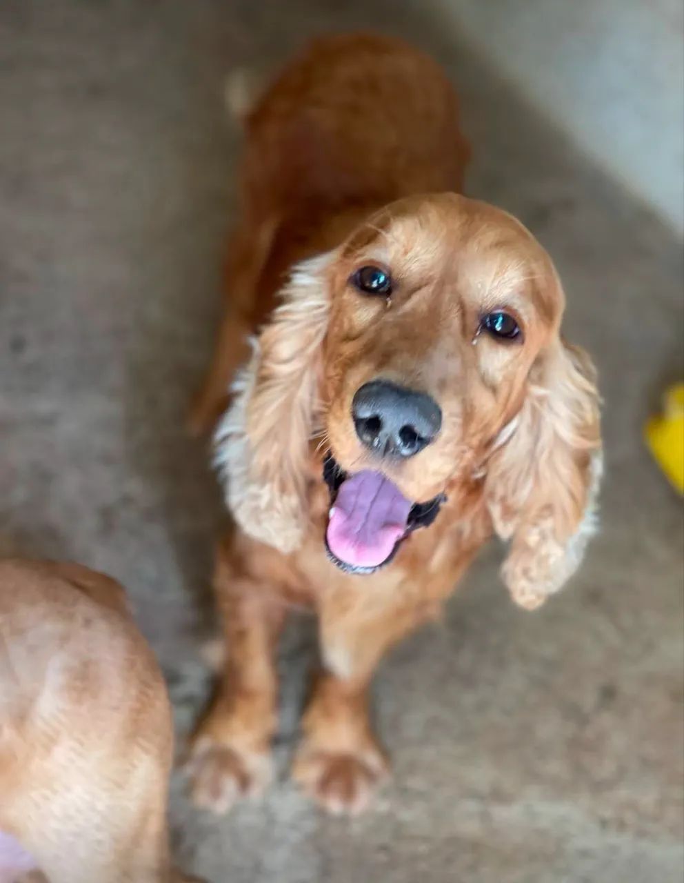 Cocker Spaniel adultos - Foto 2