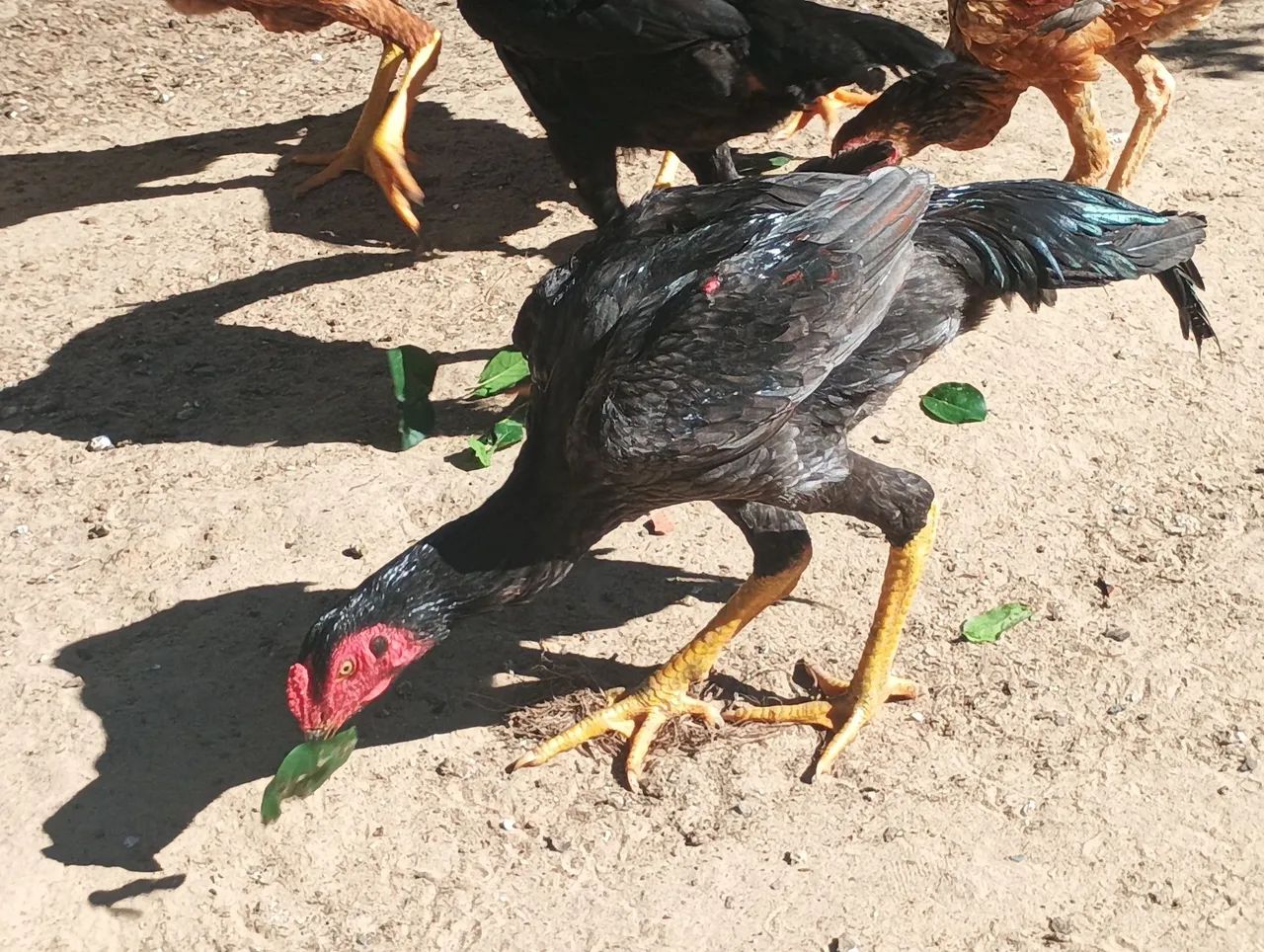 Frango puva - Foto 3
