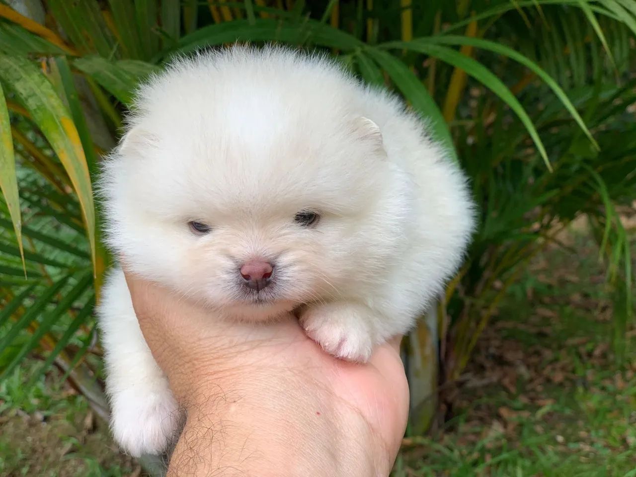 Spitz alemão  - Foto 3