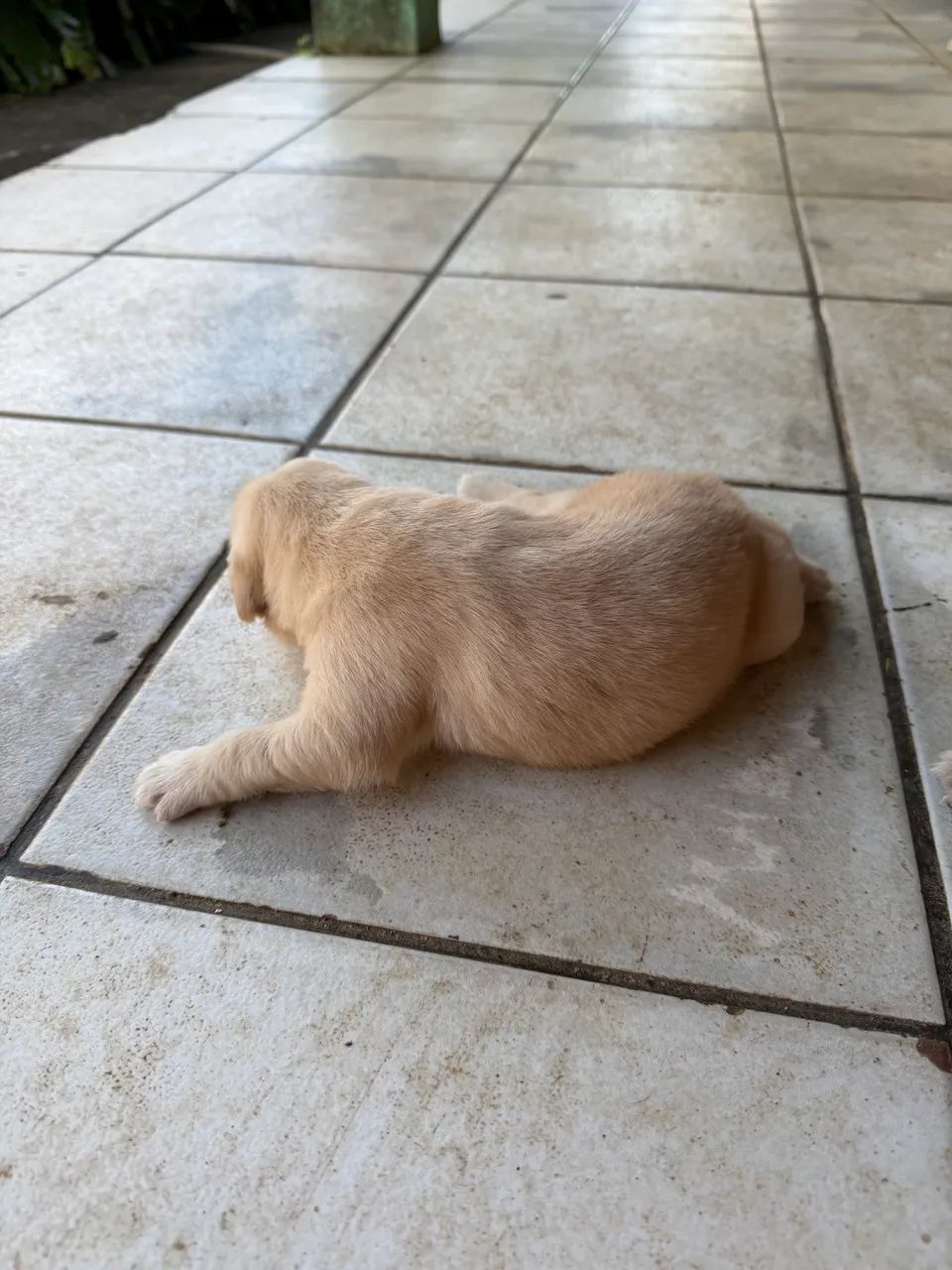 Golden retriever com pedigree 