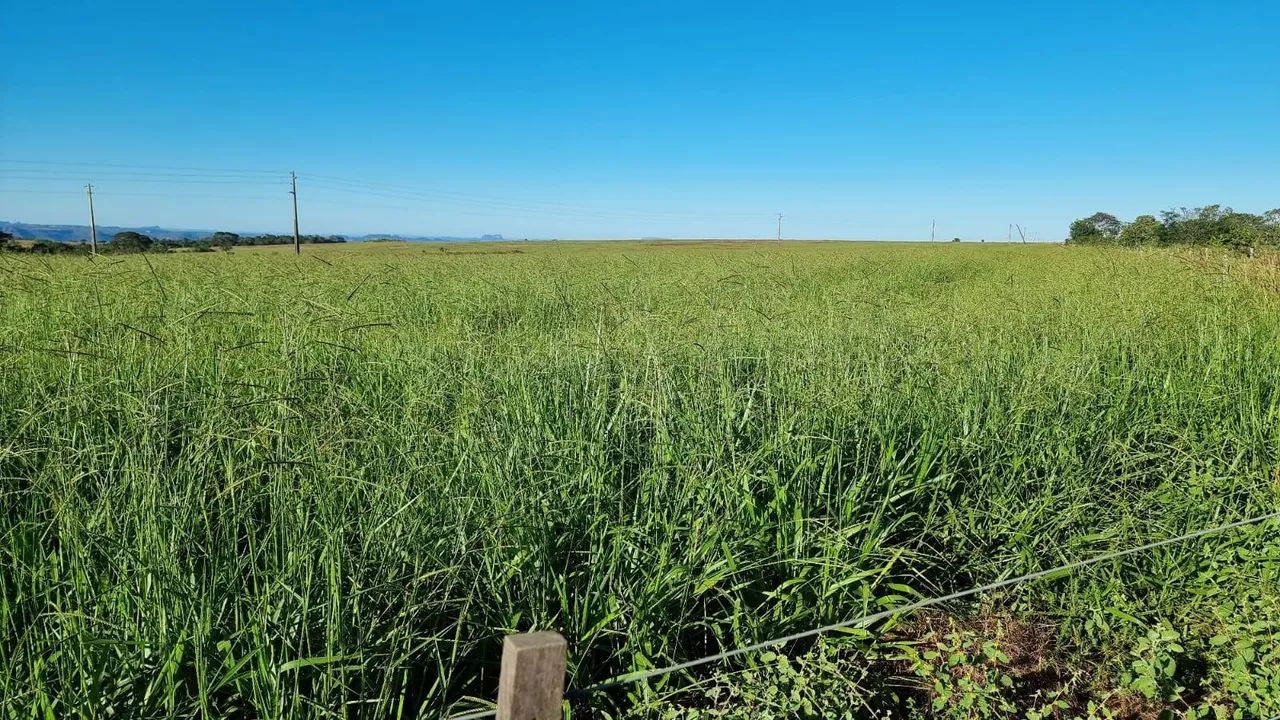 Fazenda formada entre Primavera do Leste e Poxoreu 2.400 ha - Foto 4