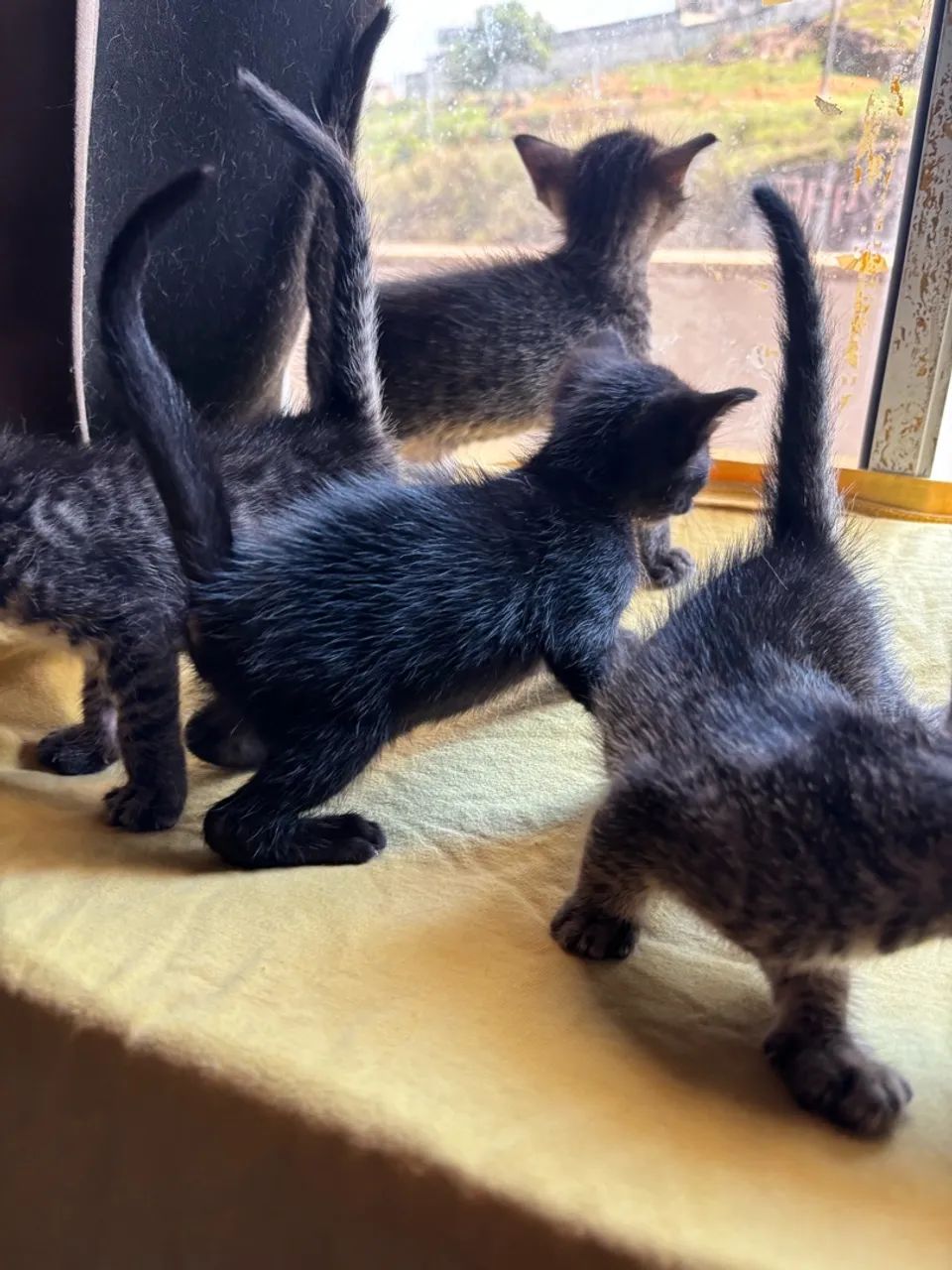 Gatos para doação  - Foto 3