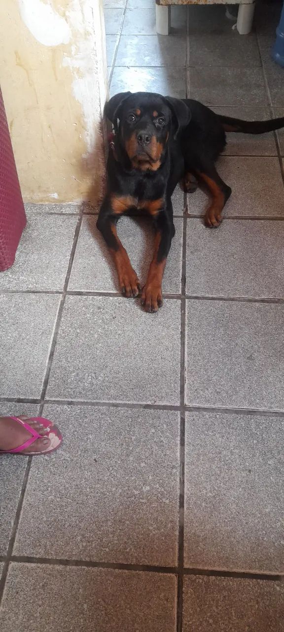 Rottweiler femea para cruza - Foto 4