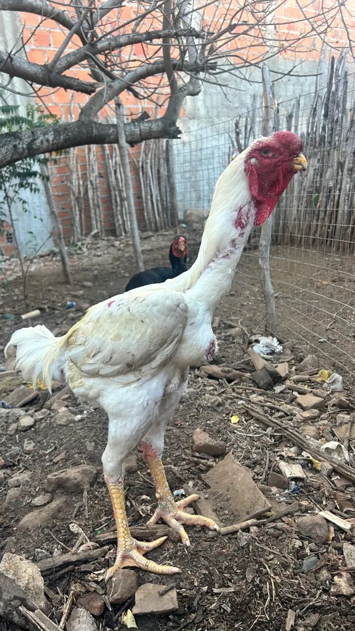 Índio gigante 