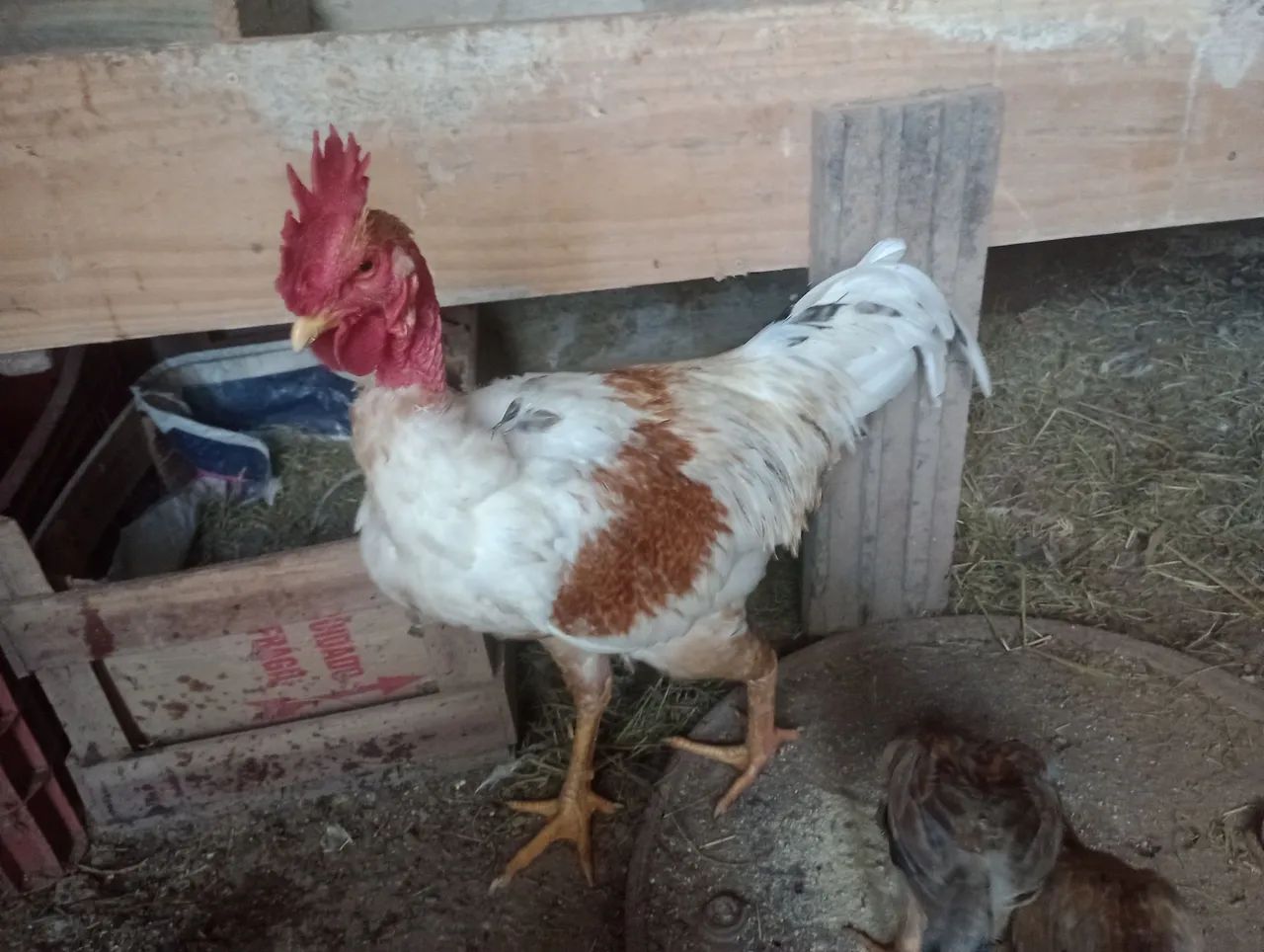 Frango  - Foto 4