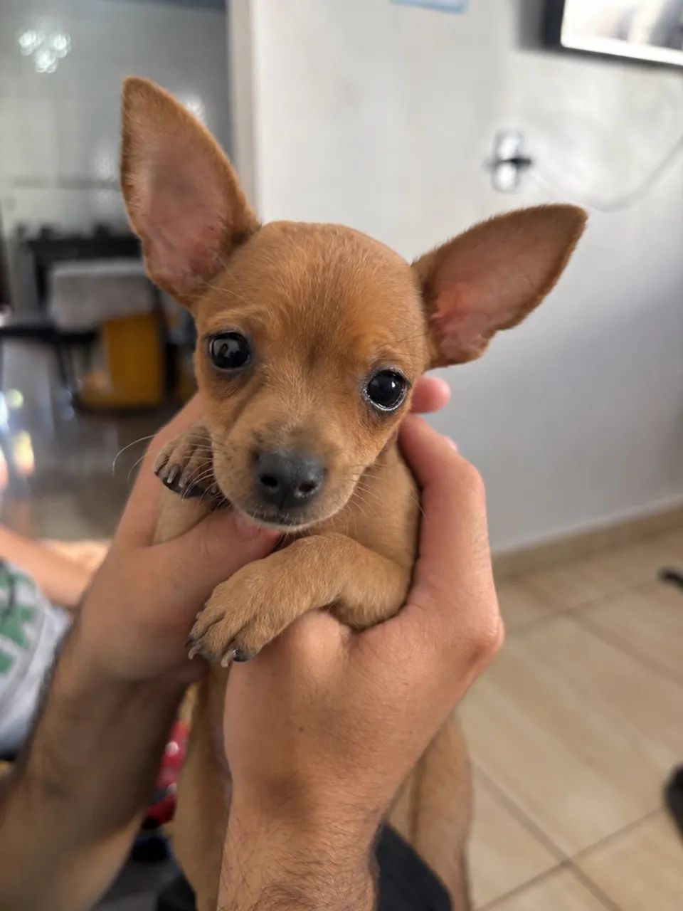 Pinscher macho 
