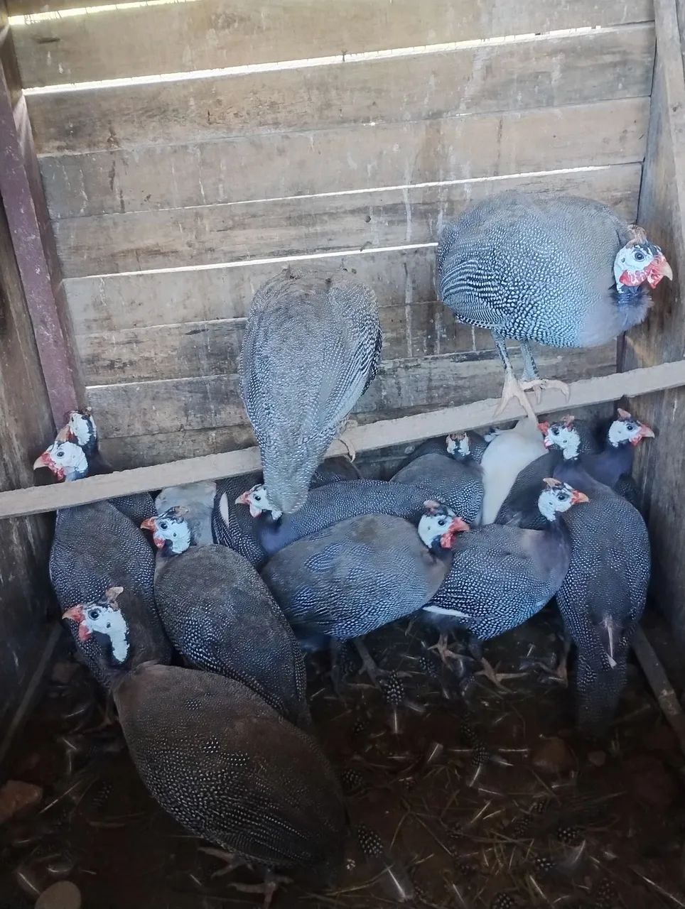Angolistas 