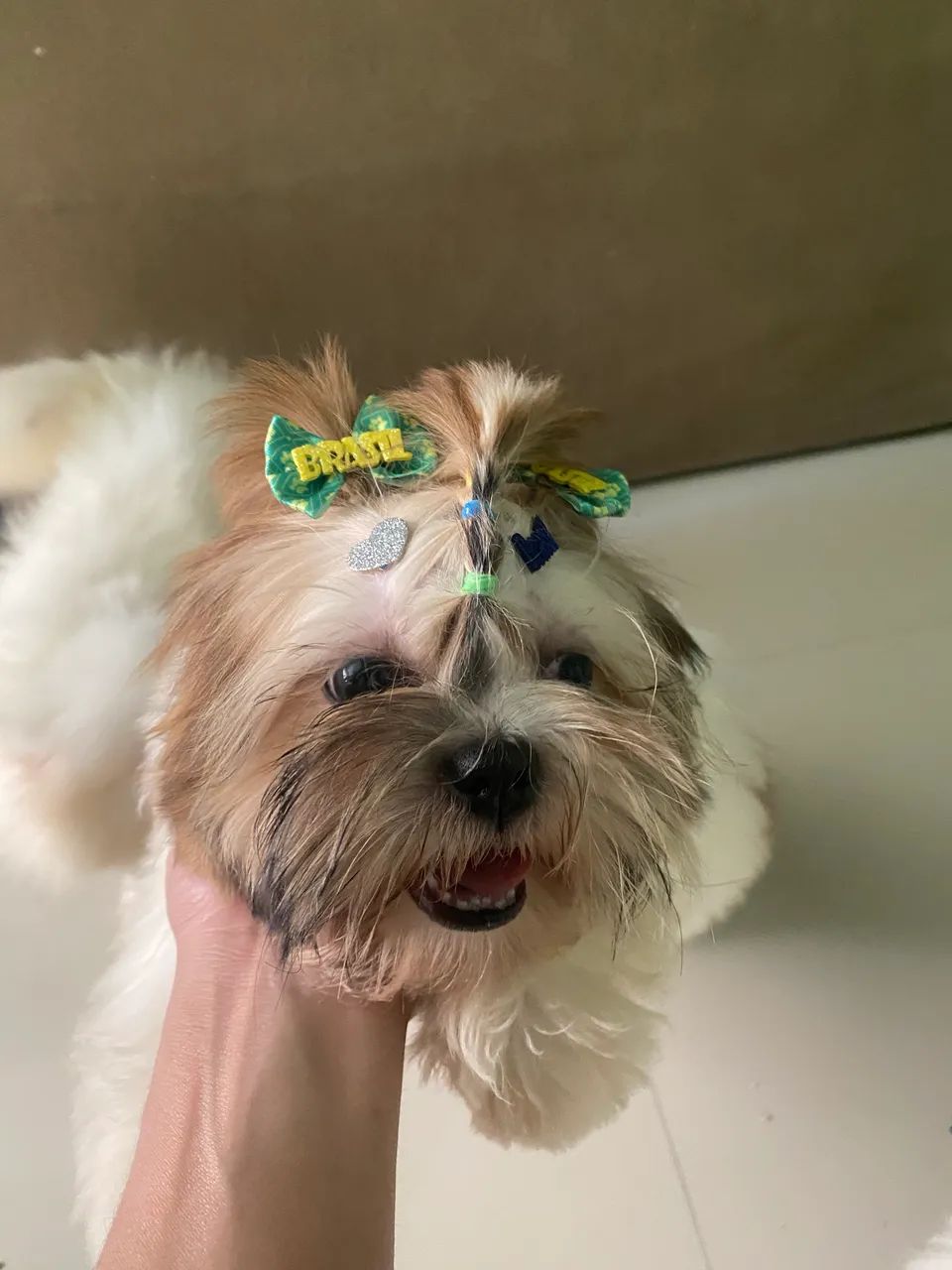 fêmea de shih tzu  - Foto 2