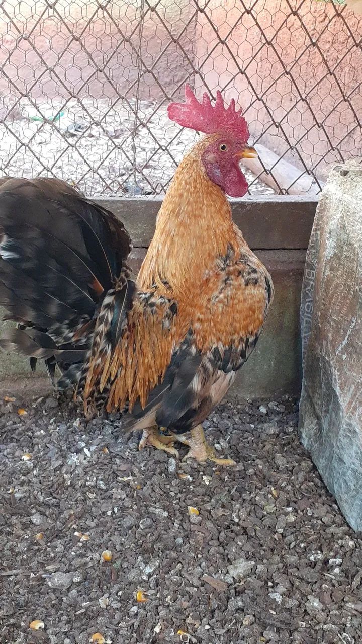 Vendo garnizé 