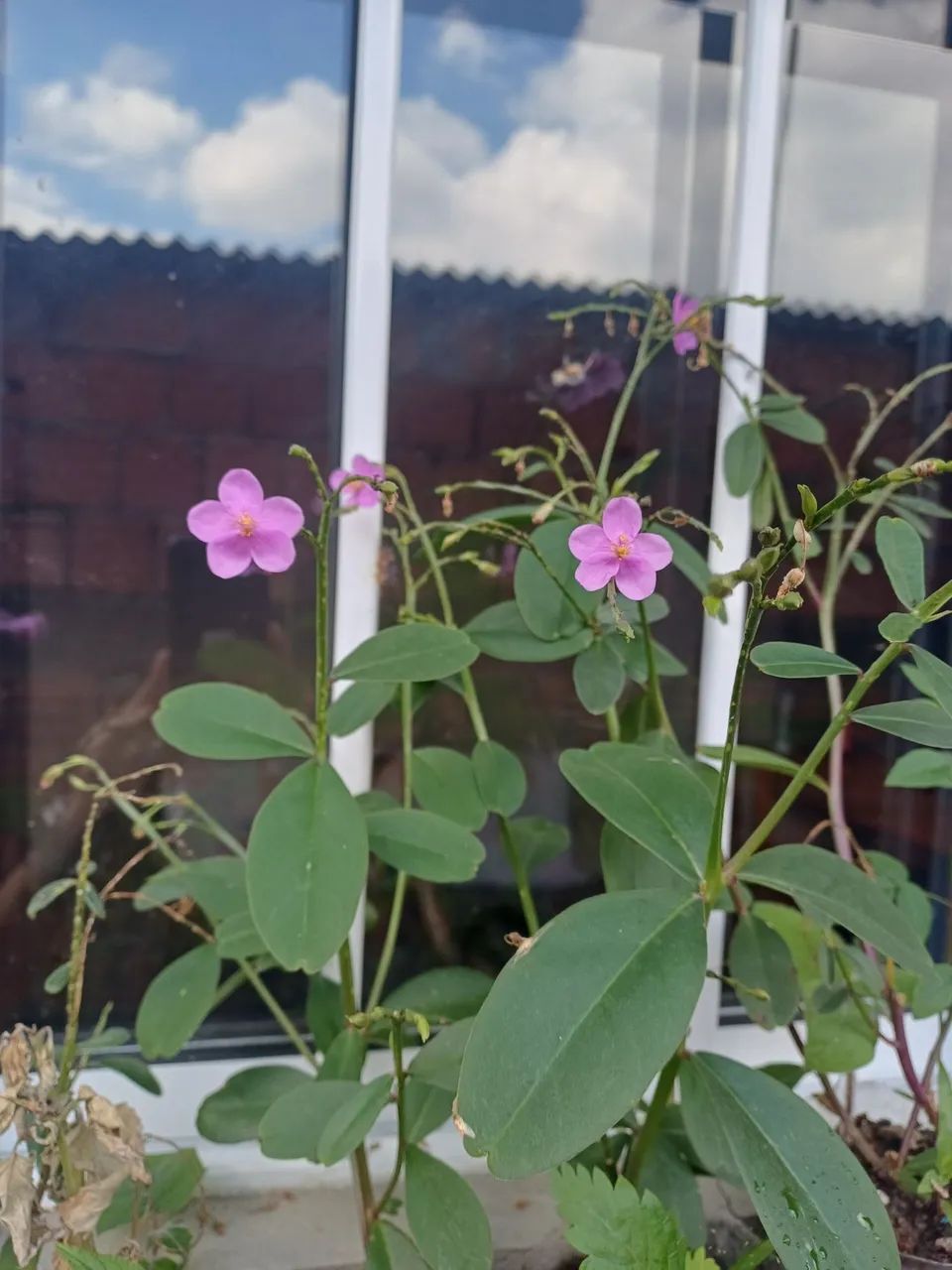 Beldroega Graúda  - Foto 2