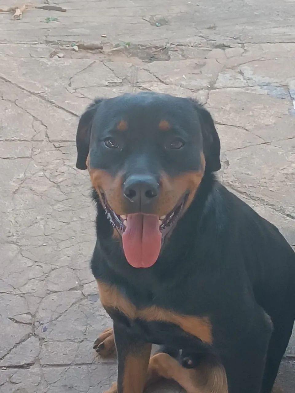 Filhotes de rottweiler  - Foto 5