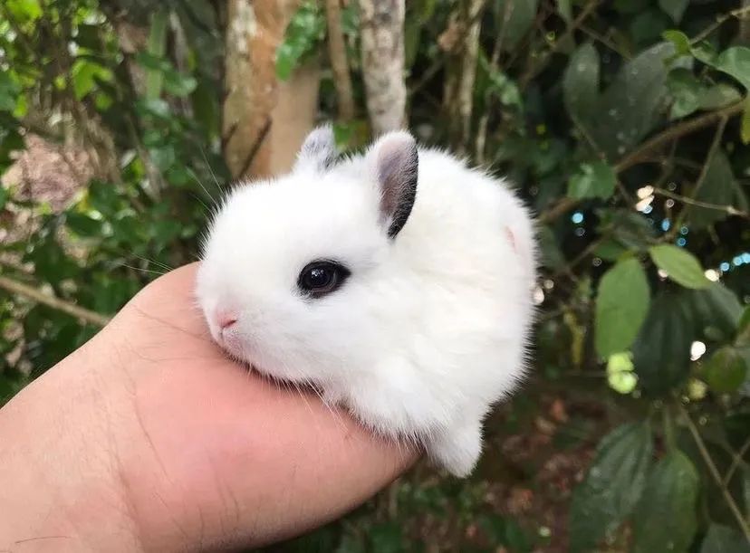 Mini coelho anao  - Foto 3