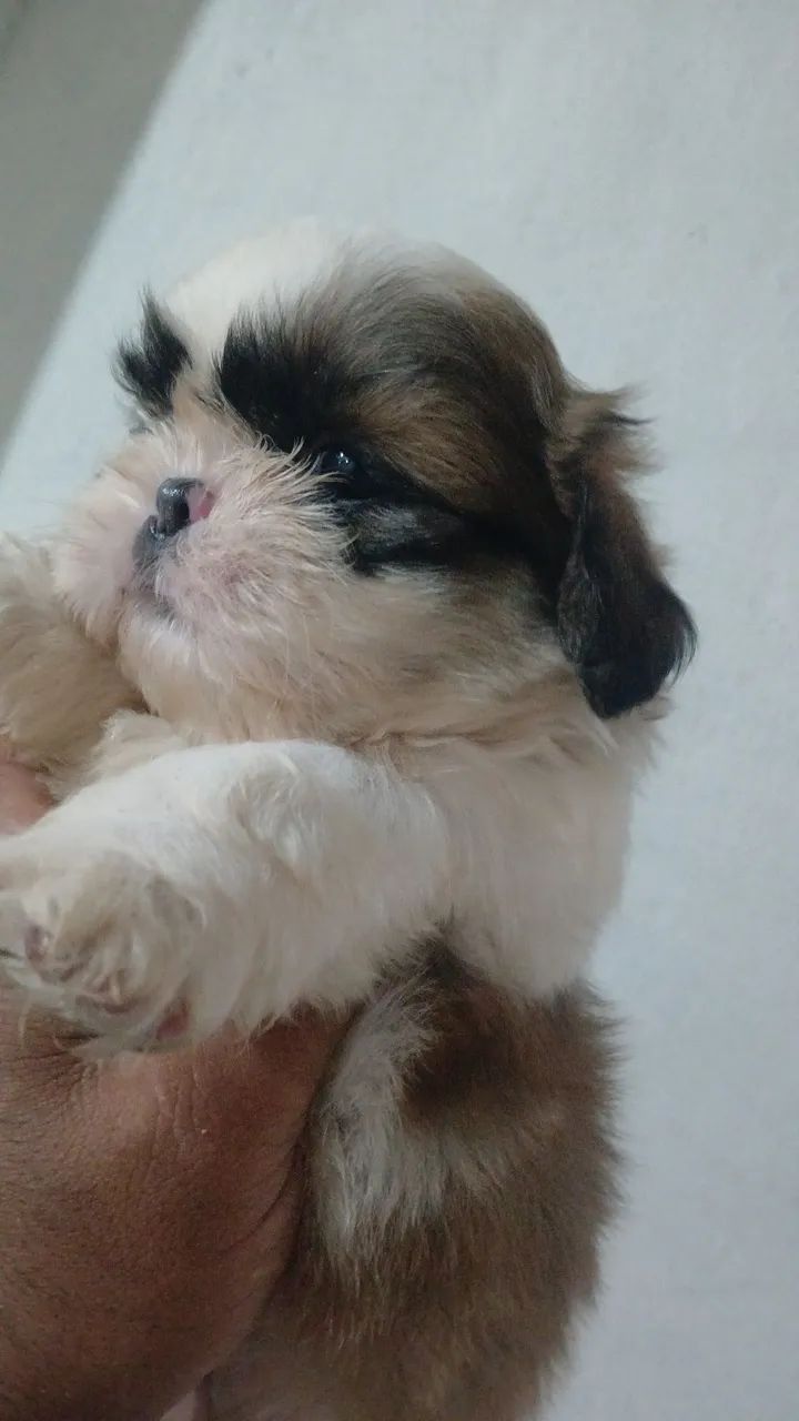 Macho de shitzu lindos - Foto 3