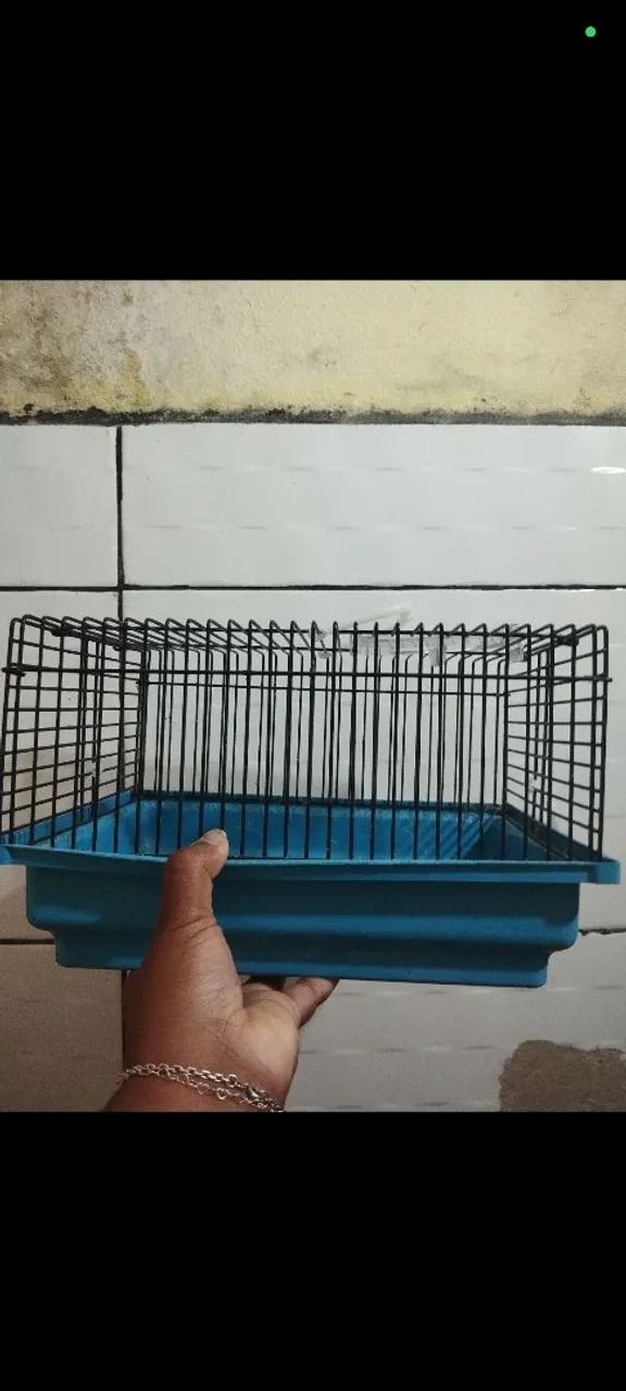 Porquinho da índia  - Foto 5