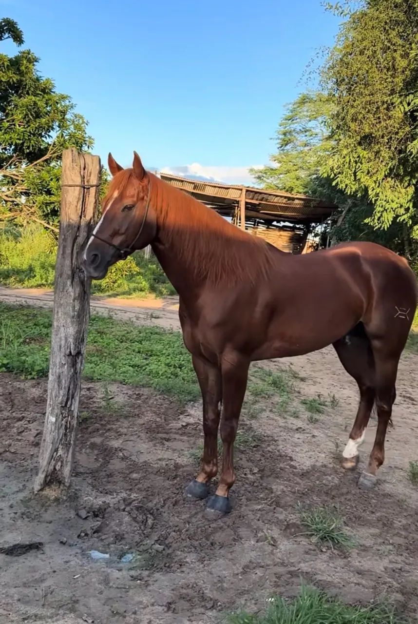 Cavalo 