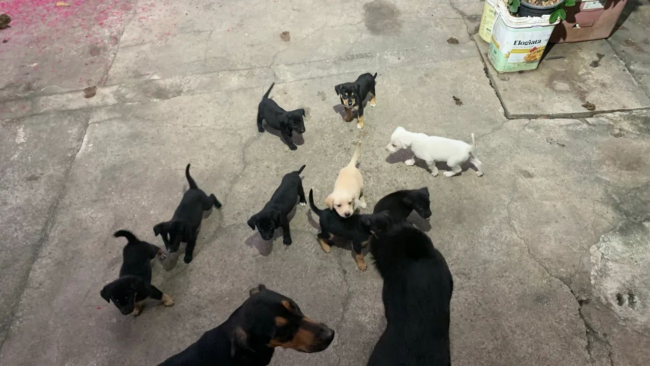 Doação filhotes com urgência  - Foto 5