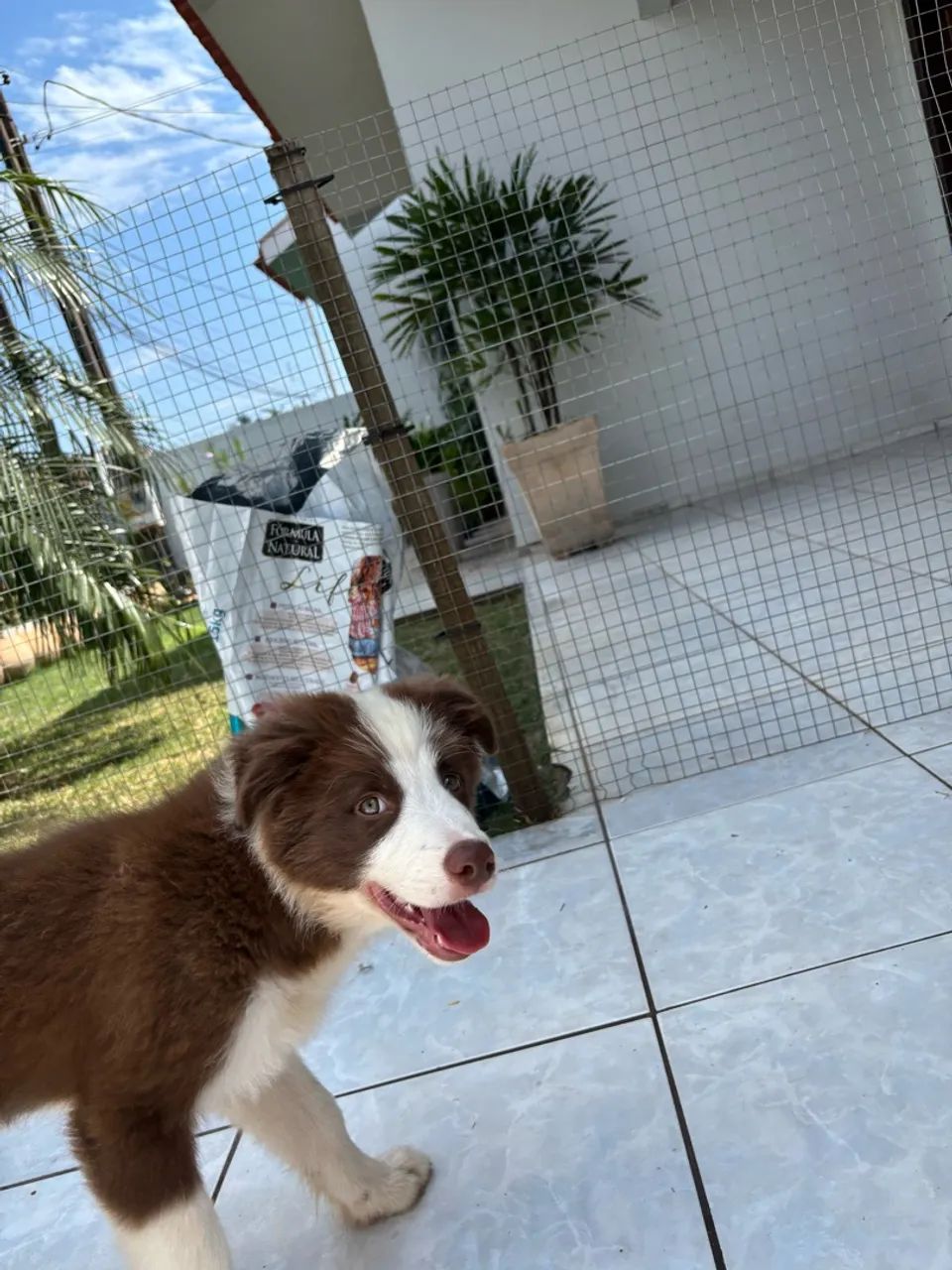 Vendo Border collie  - Foto 2