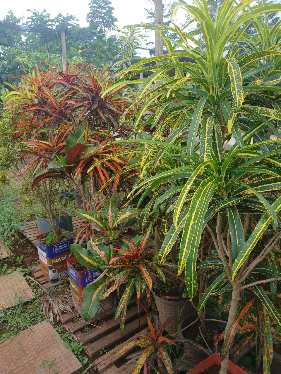 Plantas Frutíferas top - Foto 4