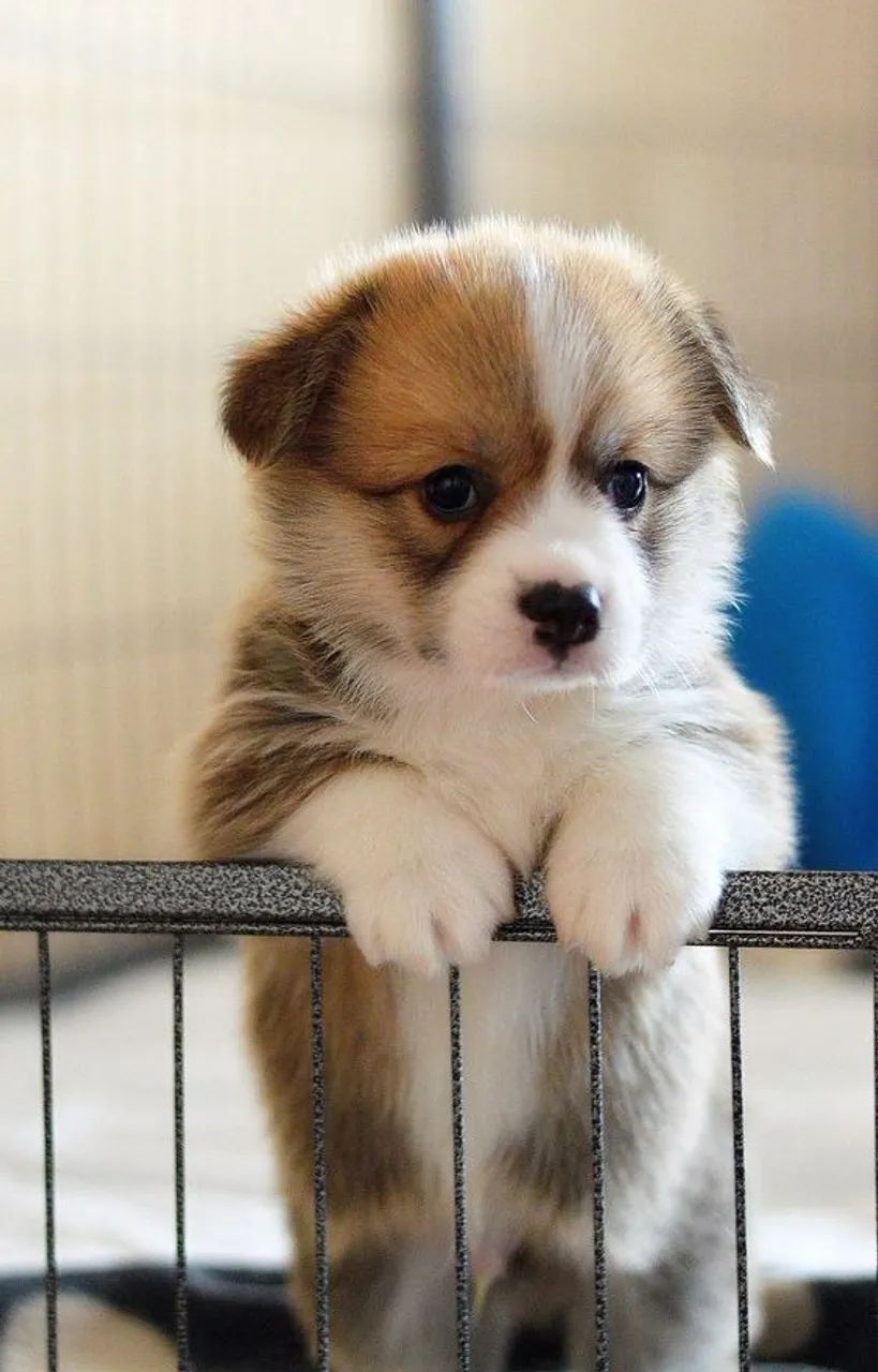 Corgi Machos e Femeas